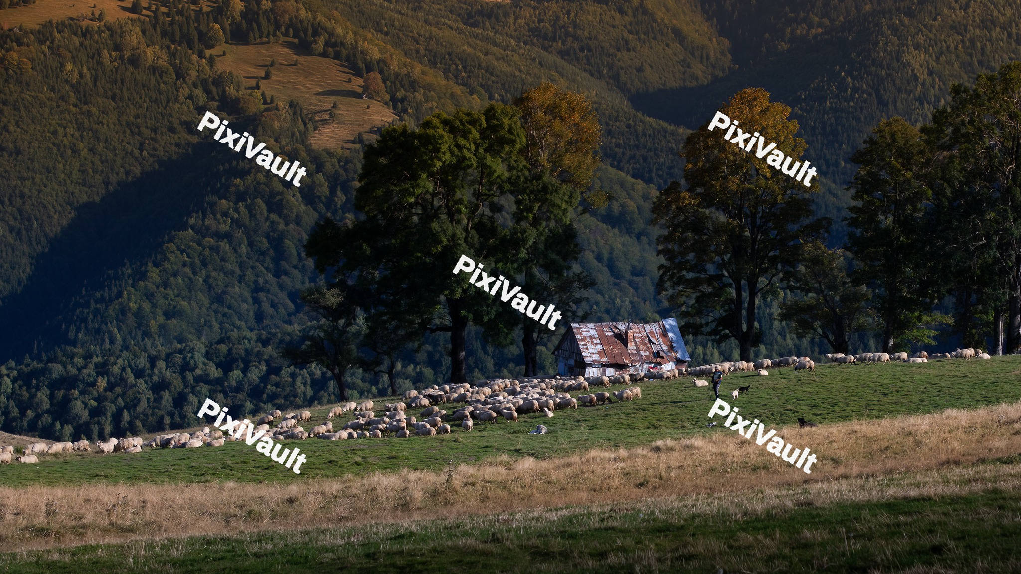 Sheep in grass field